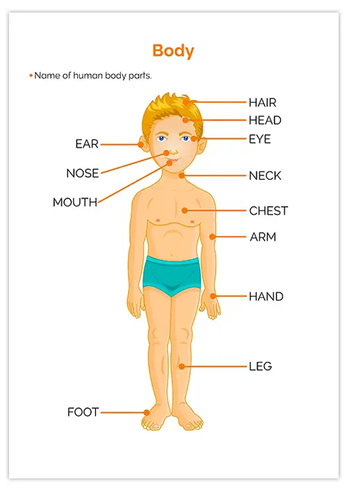 cuerpo-humano-en-ingles-01